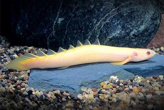 所有人有谁见过非洲的九角龙想养条玩玩