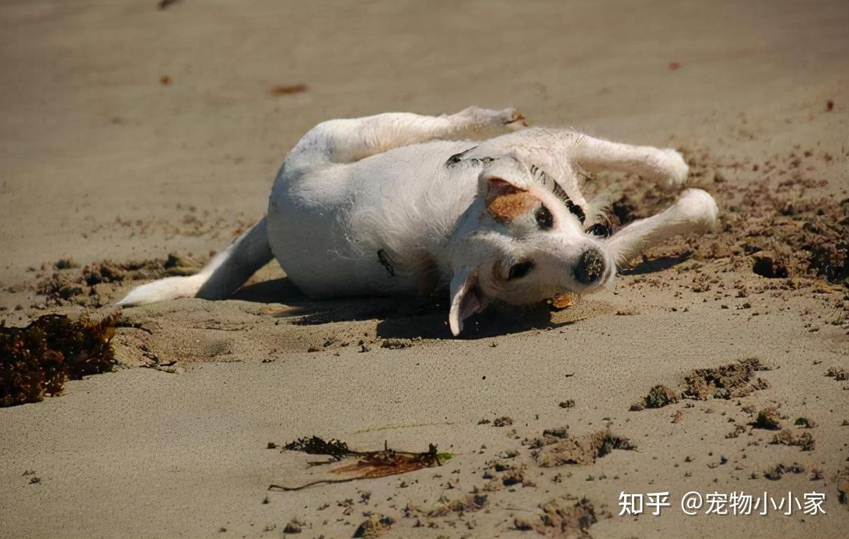 想扔狗了!又到泥里一顿乱扭,为何狗狗这么爱打滚呢? - 知乎