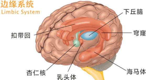 边缘系统的三大组成图片