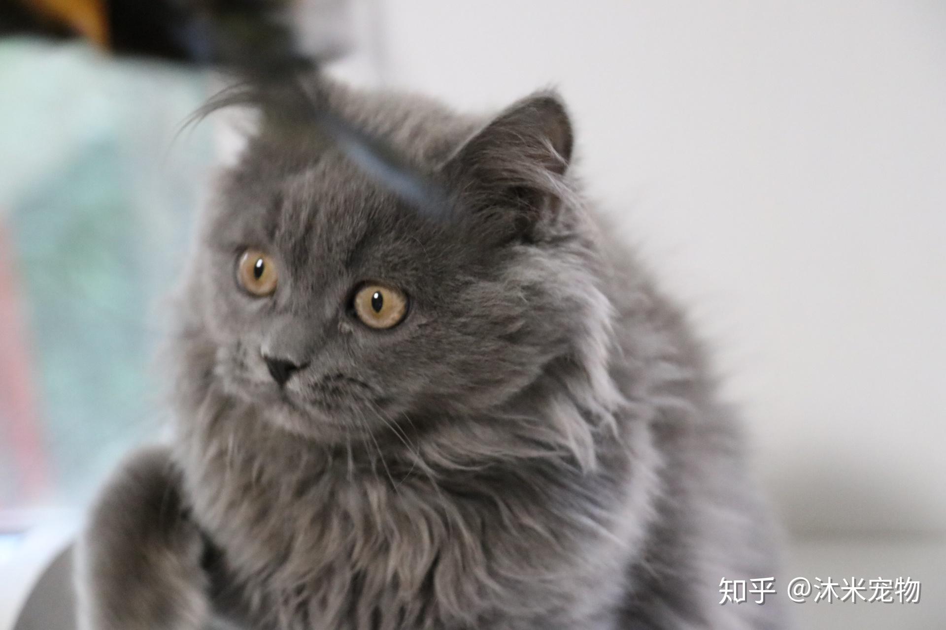 英短 蓝猫 长毛 英长 英国短毛猫