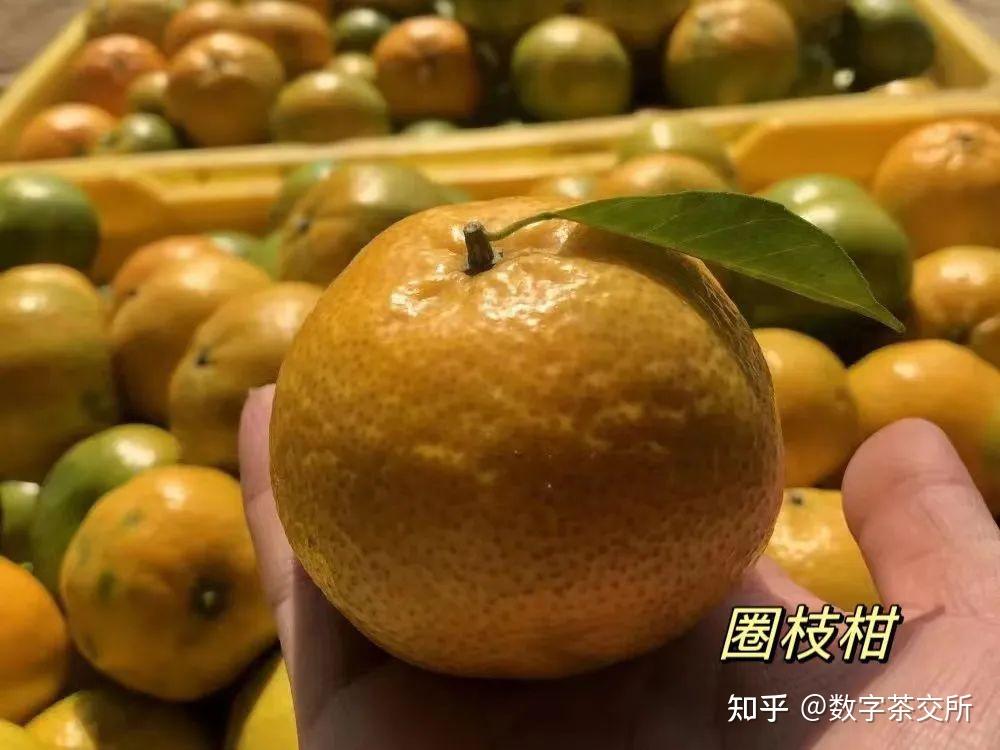 “茶枝柑、圈枝柑、驳枝柑、原枝柑”到底有啥区别?如何挑选正宗的新会陈皮? - 知乎