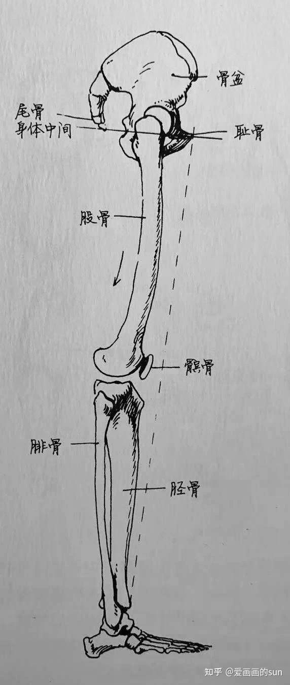 耻长肌,长收肌和大收肌构成了腹骨沟肌(股薄肌在这个角度未展示).