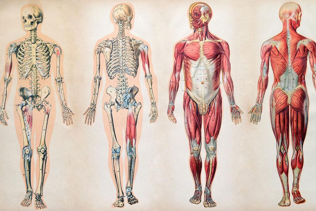 从老兵之伤和大购物后手臂难以抓握的女生谈谈筋膜学派fm