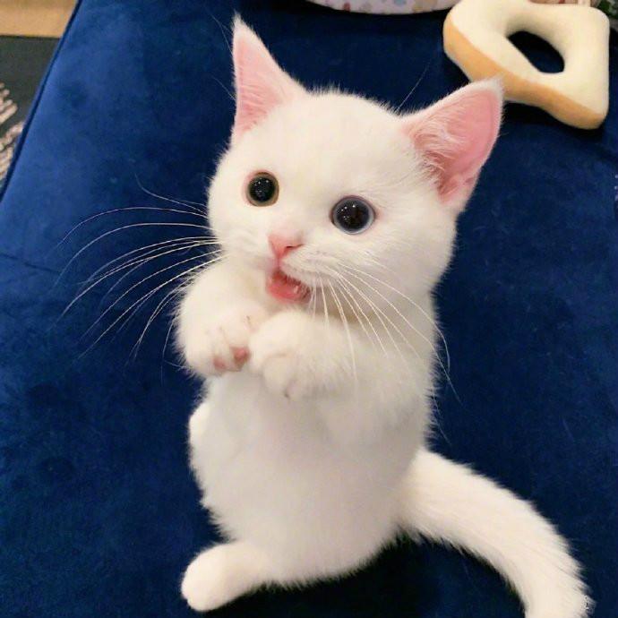 花最少的钱 的养猫攻略 各位 贫民窟少女少男 赶快马克起来吧 知乎 花最少的钱 的养猫攻略 各位 贫民窟少女少男 赶快马克起来吧 知乎