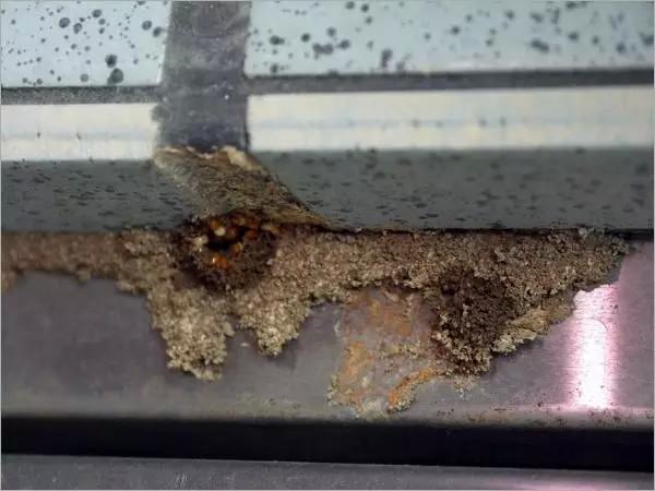 转载粉蠹虫防治最有效的方法小编来解答