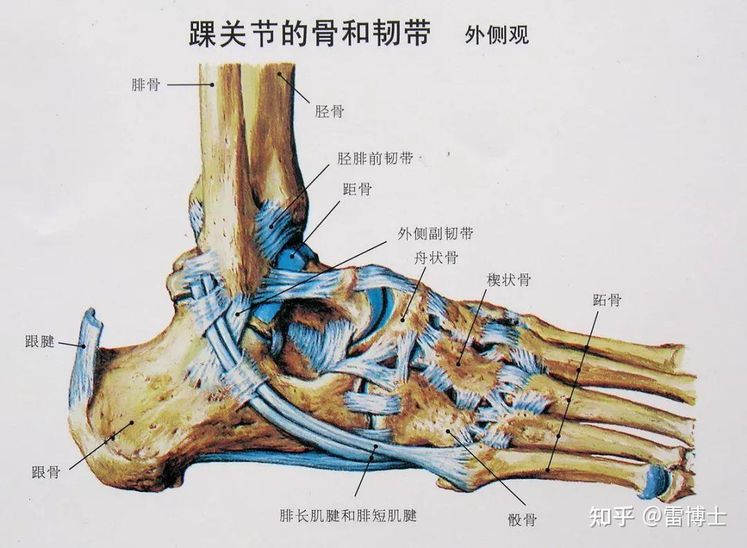 先来认识下踝关节:踝部由胫骨,腓骨下端的关节面与距骨滑车构成,是