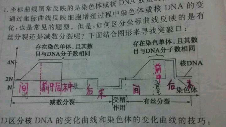 推減數分裂何時發生異常姐妹染色單體上出現等位基因的原因減數分裂中