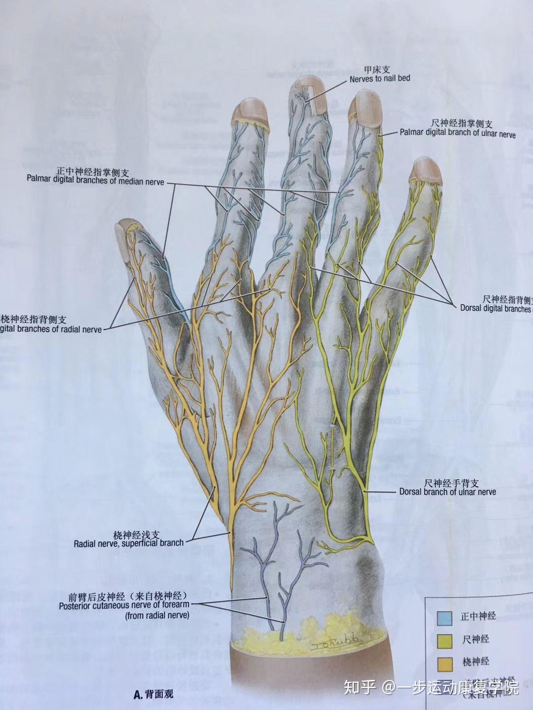 手背神经支配分布图图片