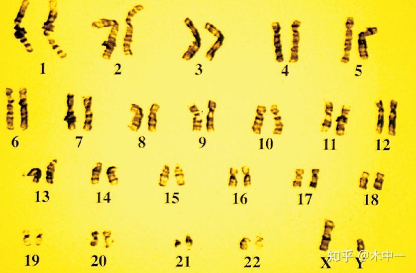 人类男性染色体组形,22对常染色体加一对xy性染色体,仅单倍体就含有