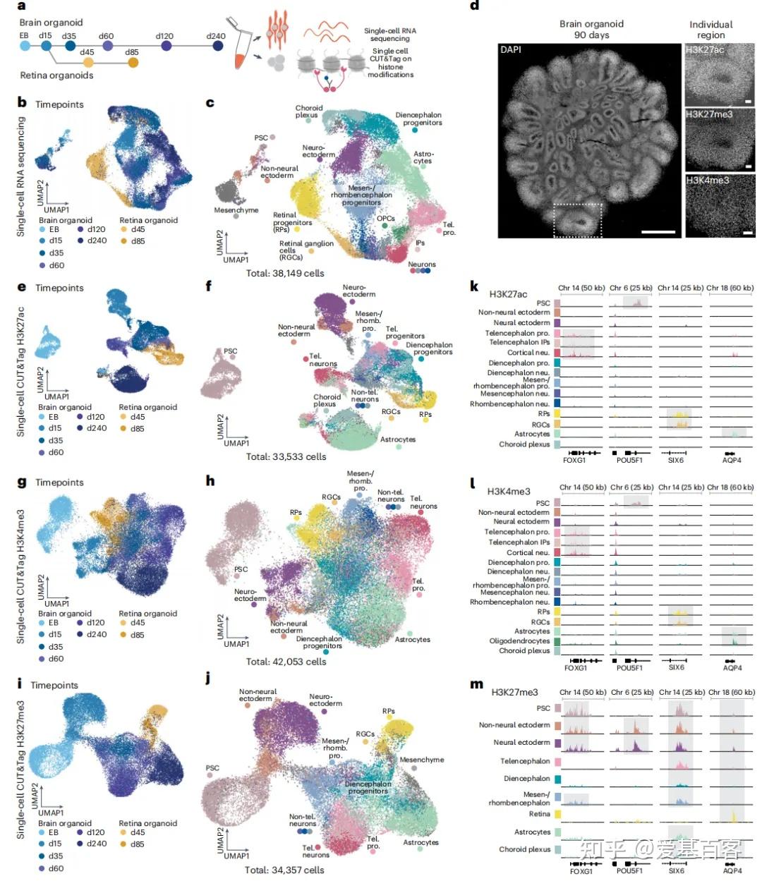 Nature Neu | 单细胞CUT&Tag+单细胞RNA-seq+类器官解析发育动态过程的表观遗传机制 - 知乎