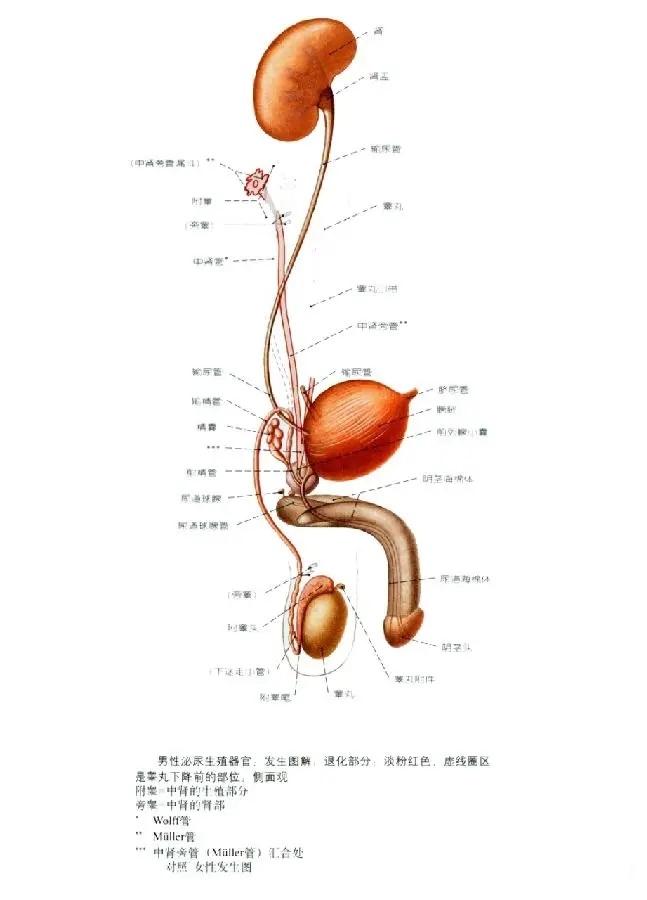 男性生理构造图图片