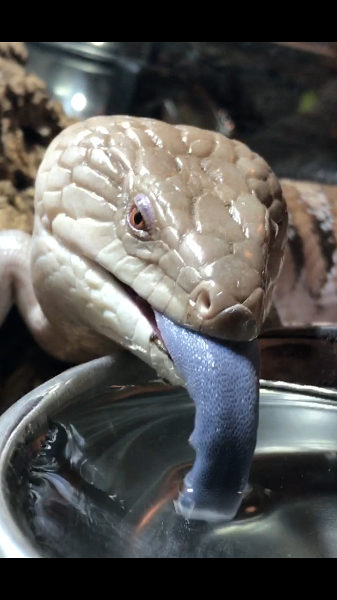 蓝舌石龙子蜥蜴全教程多图慎点