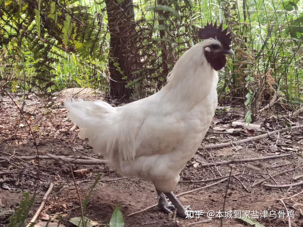 震惊,吃乌骨鸡还有这样的功效 - 知乎