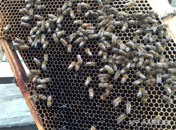 老蜂巢治疗鼻炎怎么吃老蜂巢蜜治疗鼻炎的效果怎么样