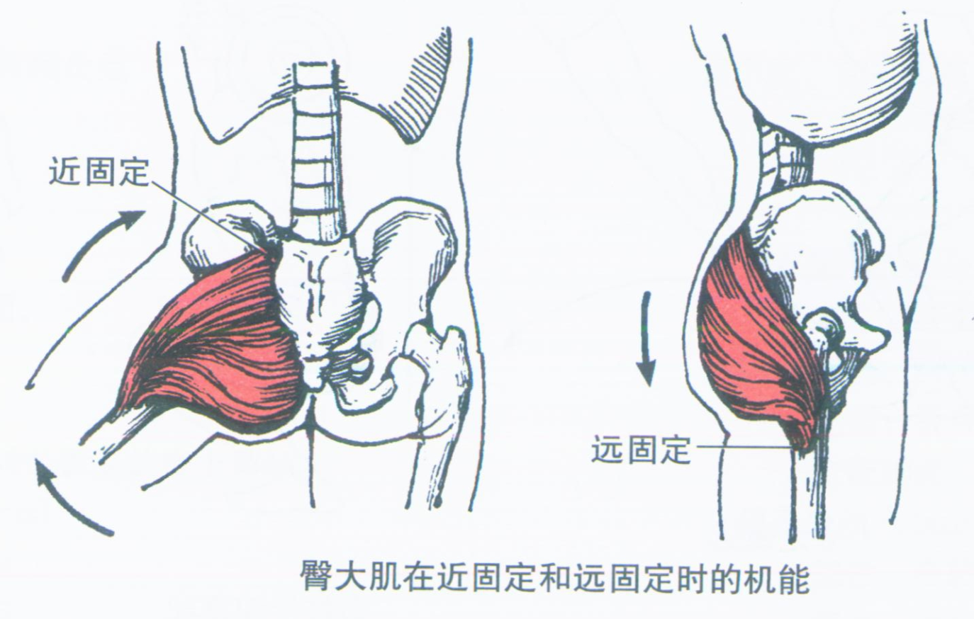 第008期:认识你的肌肉之下肢肌:下肢带肌(盆带肌)