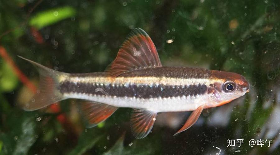 九刺鱼说:别看我有刺,可是我很受欢迎