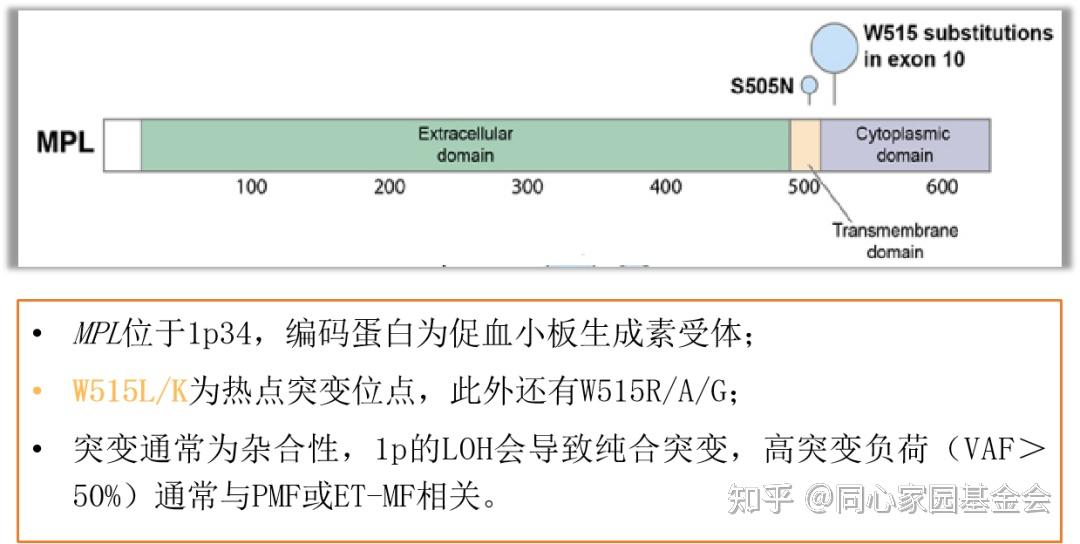 mpl 1 | pptx Images High Quality Grahic 经典型MPN:PV/ET/PMF (1) - 知乎