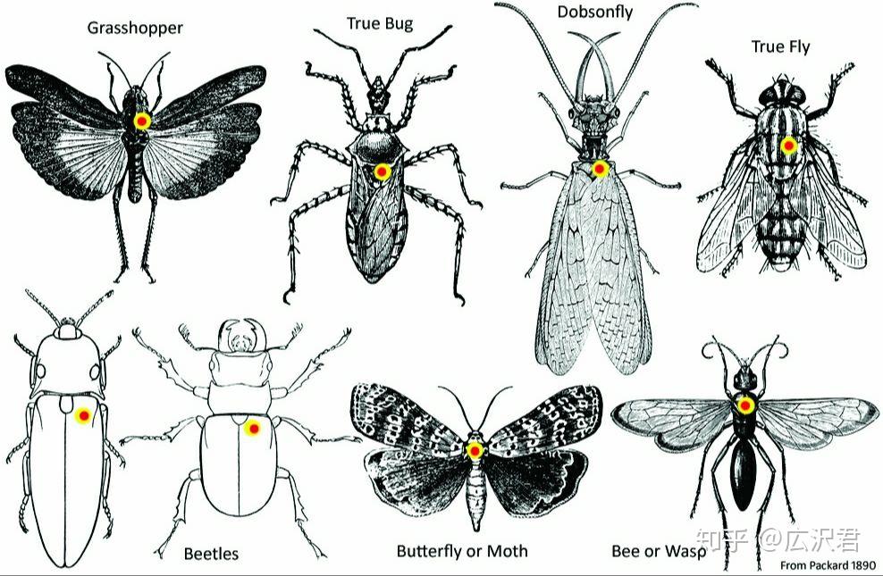 昆虫标本制作过程图片