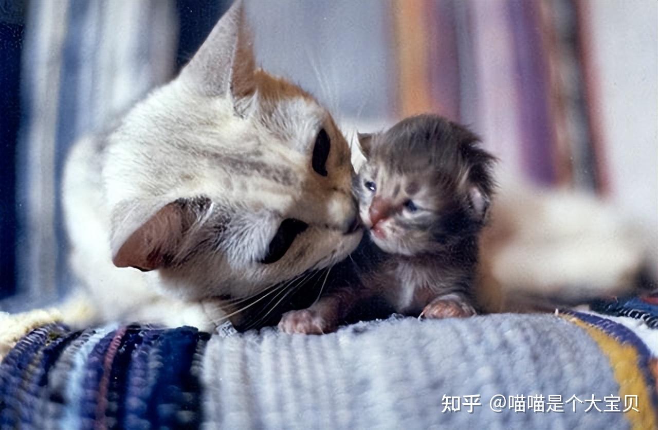 母猫把孩子叼给你的原因，不是因为爱你，别蒙在鼓里 - 知乎