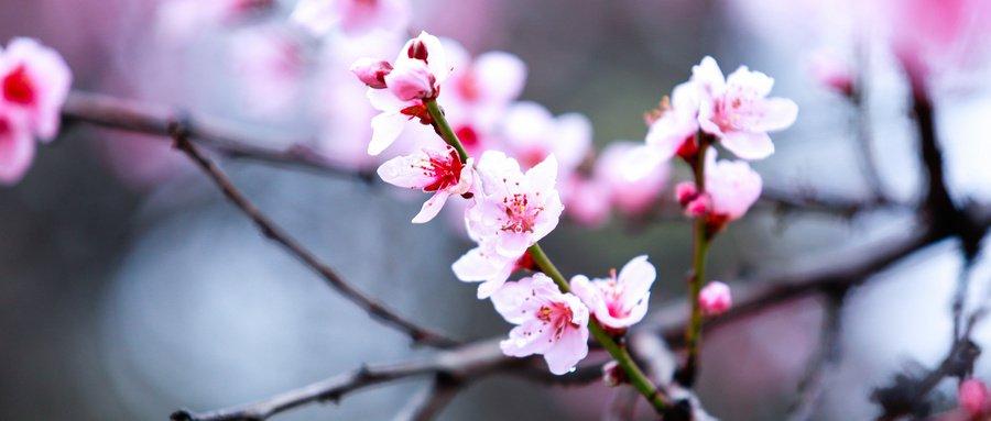 桃花几月开花(桃花几月开花什么时候凋零)