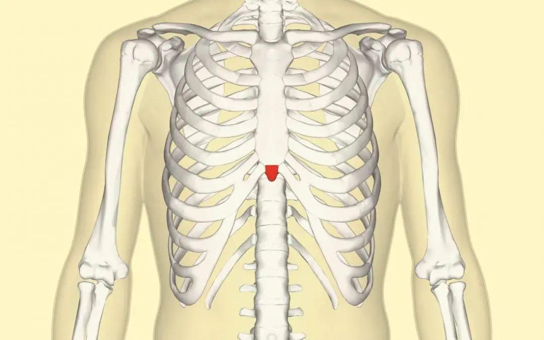 图片中的红色区域胸骨剑突系胸骨下方呈剑尖的部分,此骨钙化较晚