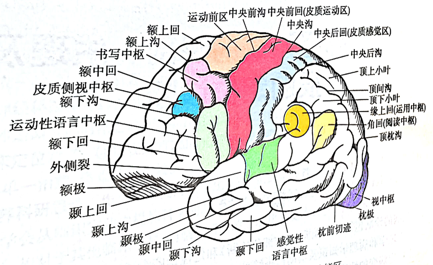 人脑真实的解剖图图片