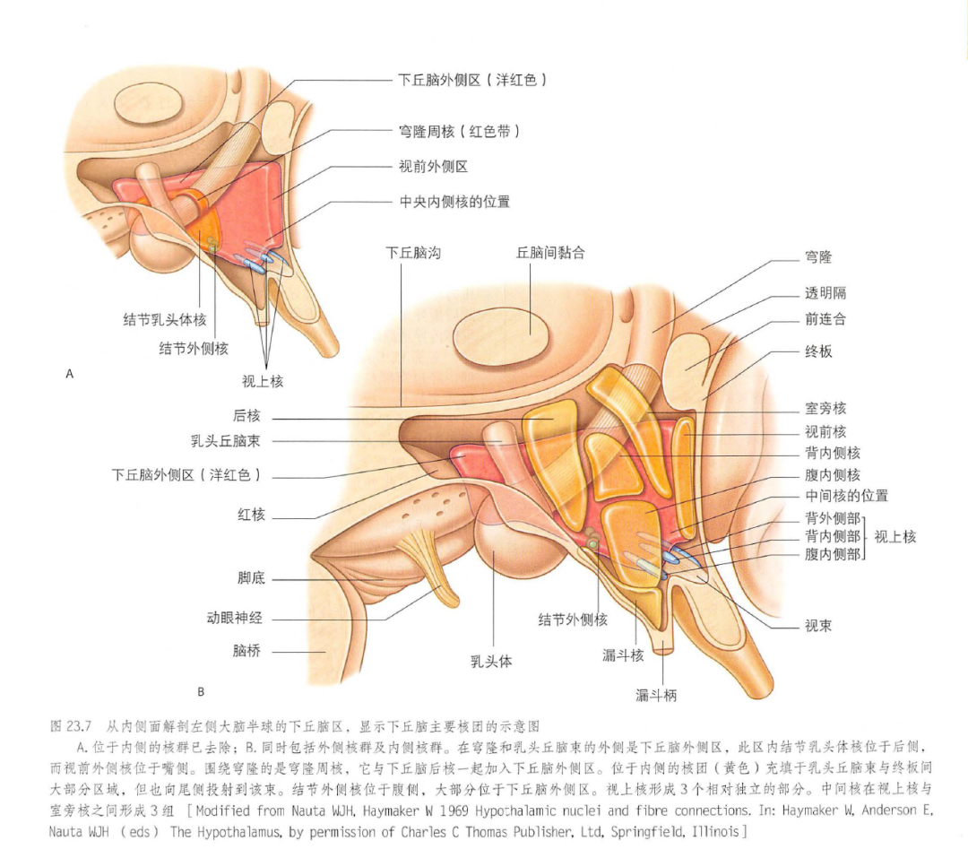 下丘脑示意图图片