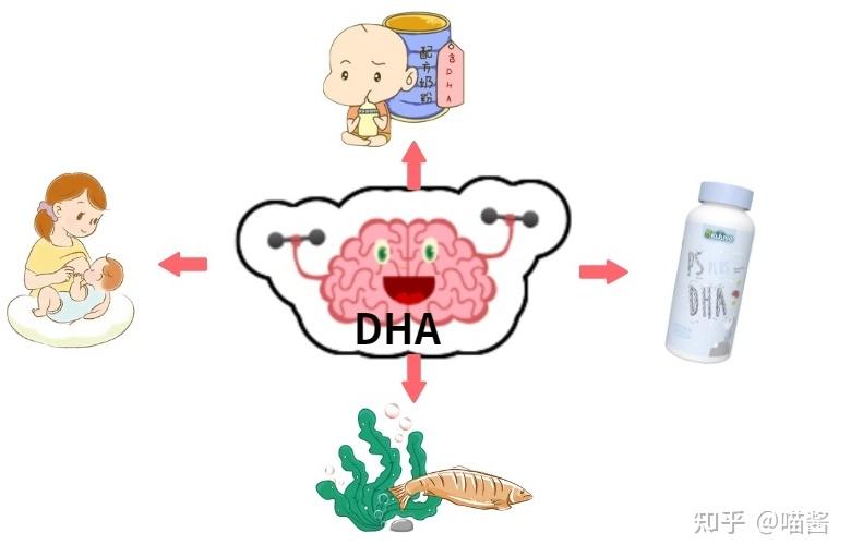 dha的作用与功效，dha宝宝什么时候吃最好，dha哪个牌子好，DHA推荐