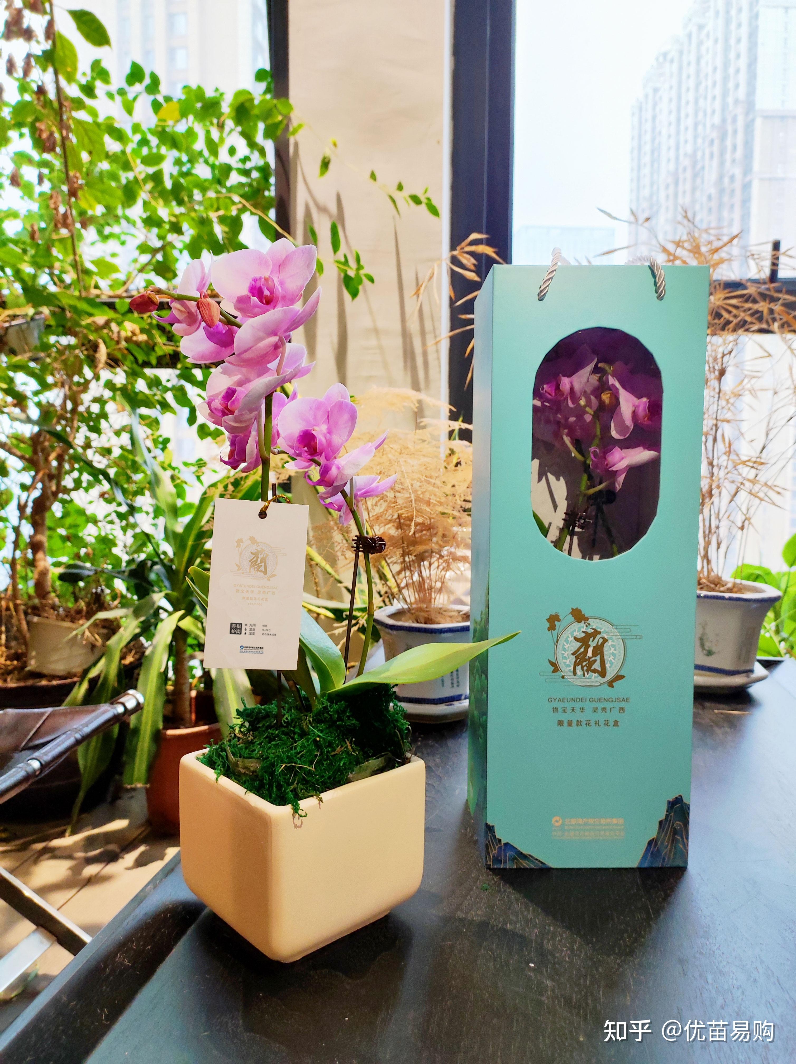 桂馥兰香广西文化主题蝴蝶兰花礼花盒全新上线