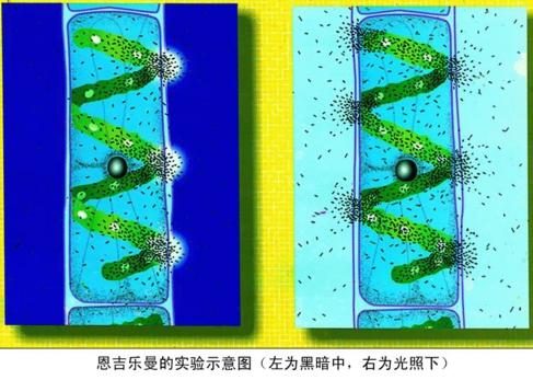 鹰钩鼻不明显的engelmann(恩格尔曼) - 知乎