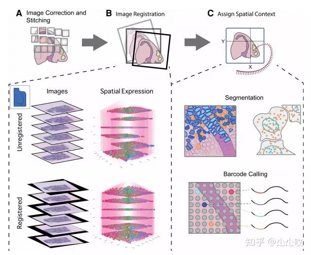 前沿perspective 空间转录组数据分析方法最新进展 知乎 6555