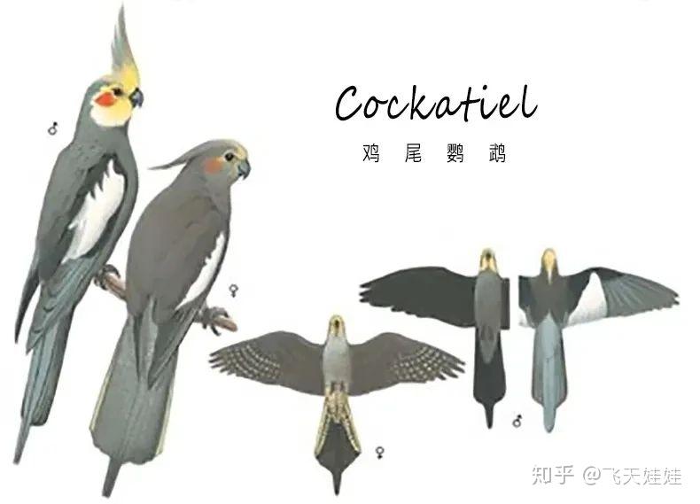 野生的玄凤鹦鹉你了解多少