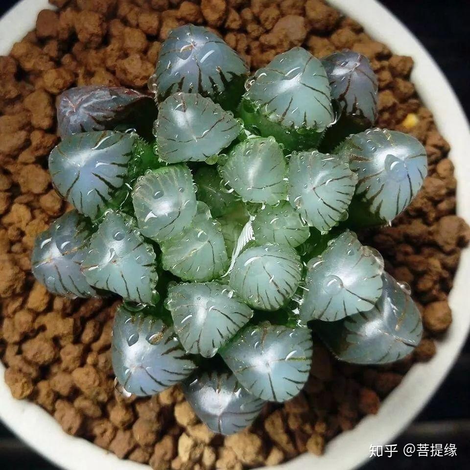 天价!天价!名贵植物排行,令人大开眼界-名贵植物图片