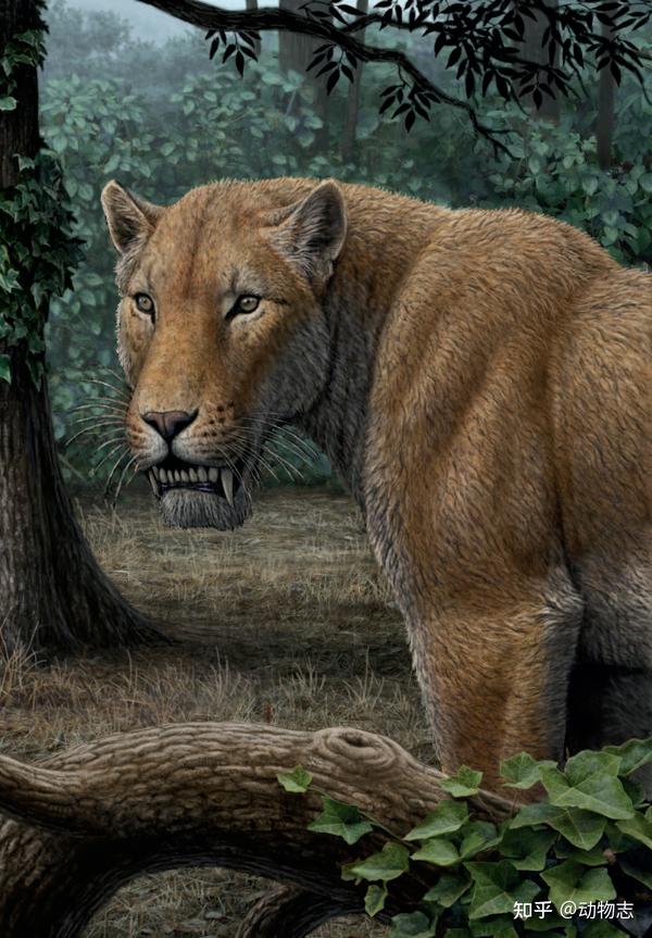 江左其杲:后猫不是小号剑齿虎,更像大猫咪,曾压制真猫500万年 - 知乎