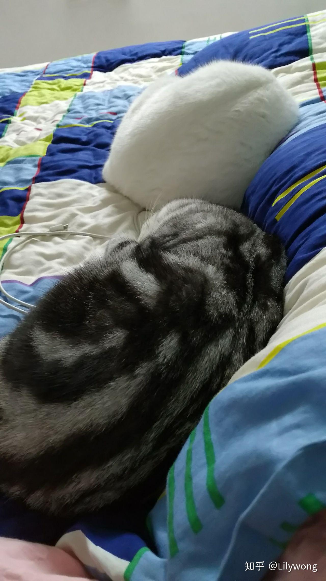 冬天被子里长出猫是怎样的体验?