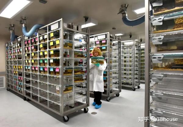 小鼠饲养到配种技术从理论到实践 知乎