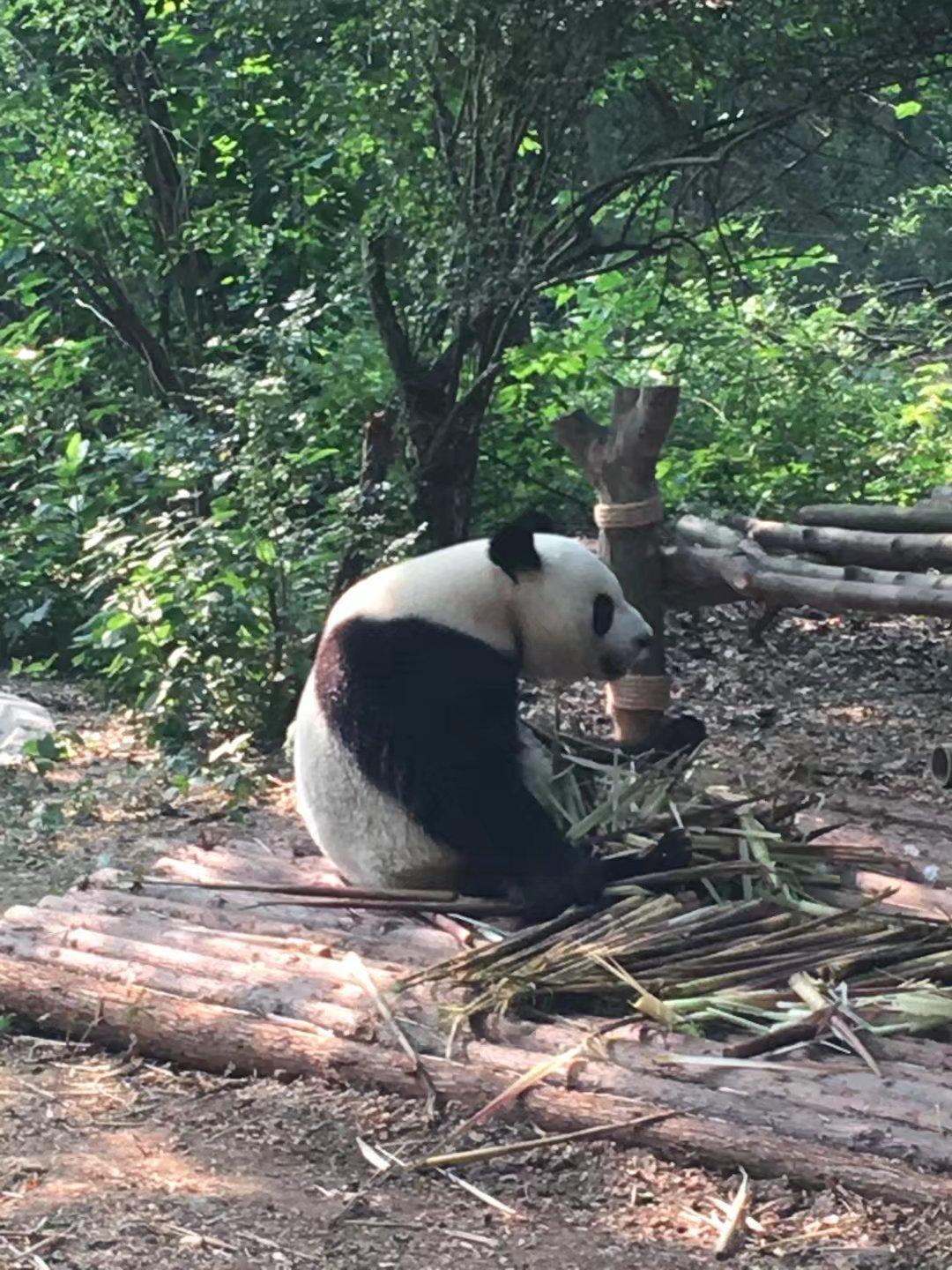 六月初两到三人去成都重庆五天,求旅游计划?