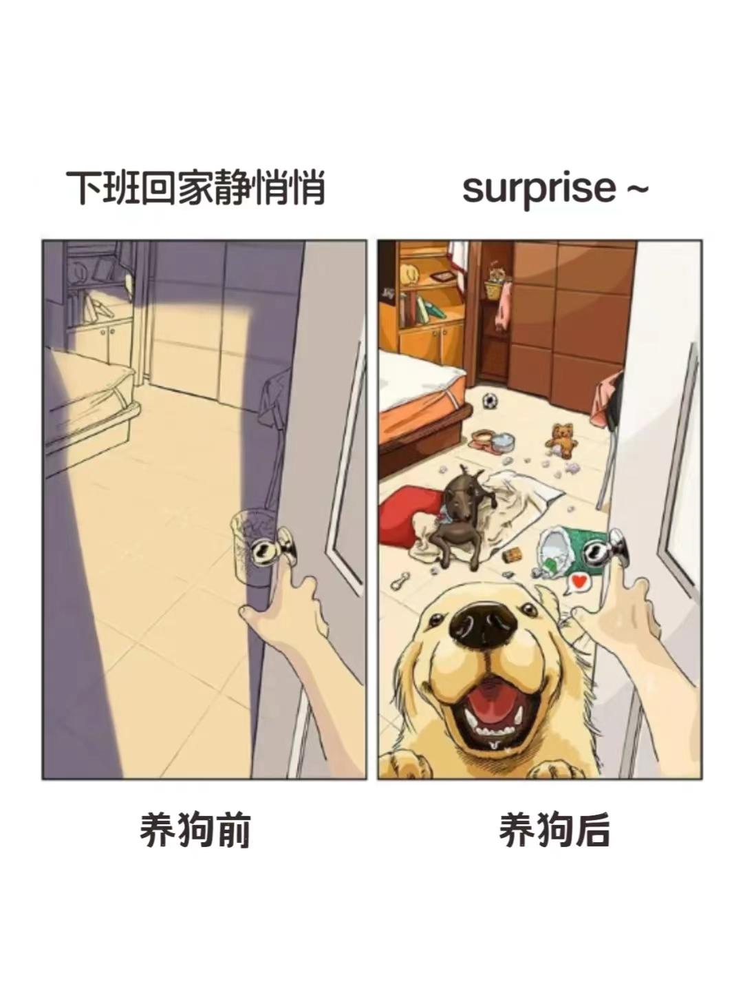 养狗人的真实日常｜养狗前VS养狗后 - 知乎