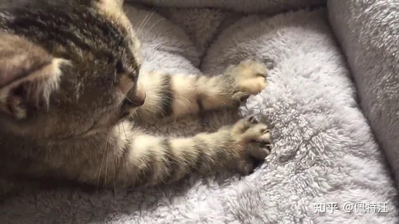 什么是主人意识 v2-28a18ca670d3256479ad09906779eccd_r.jpg