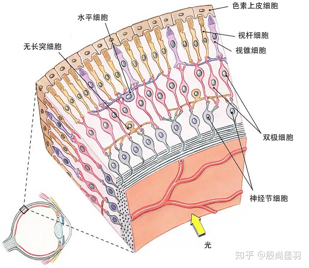 视网膜结构分层图片