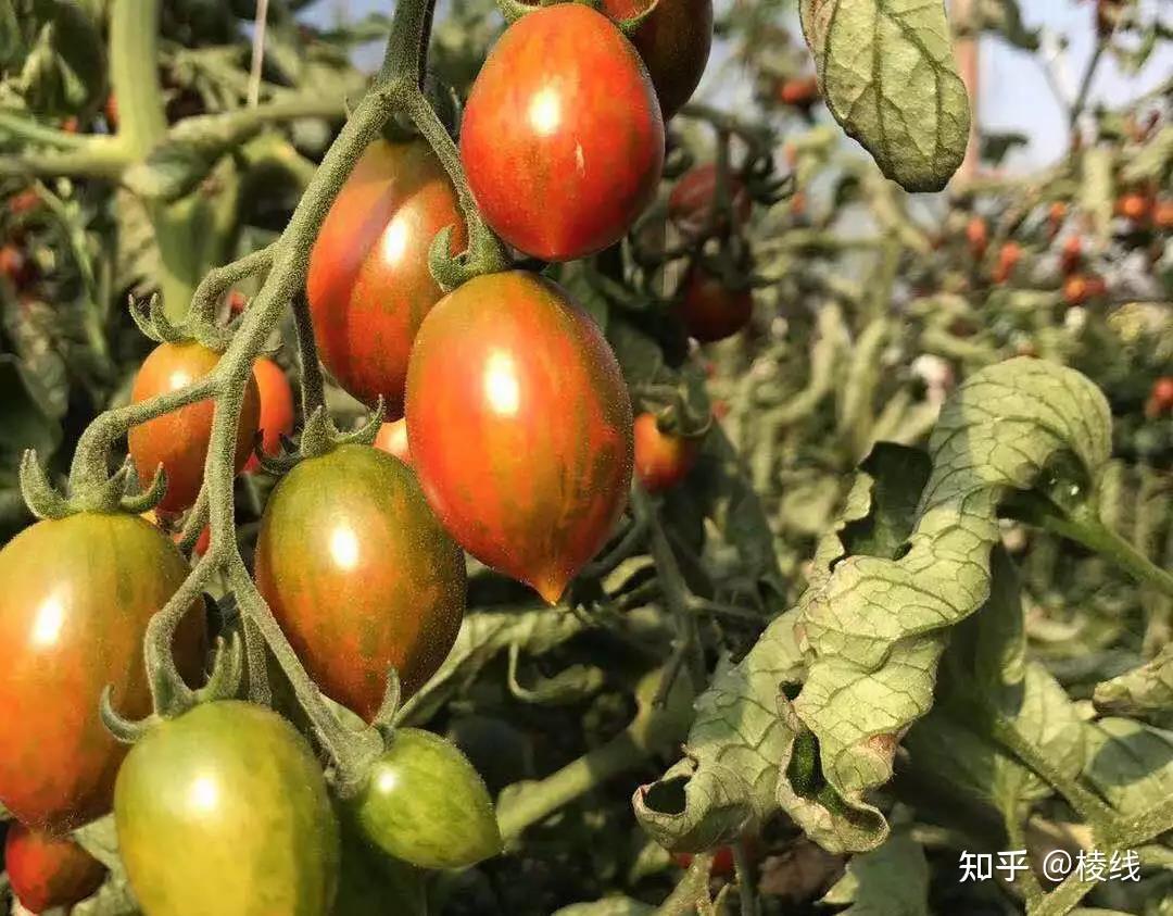 三拼小番茄 - 知乎