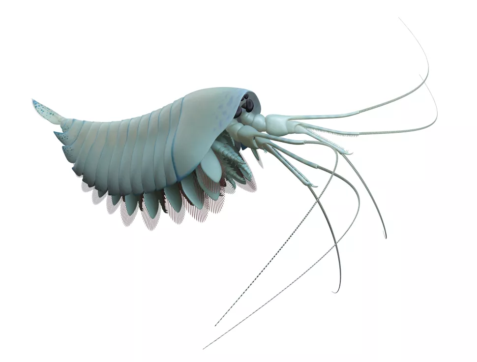 欧巴宾海蝎(opabiniid)