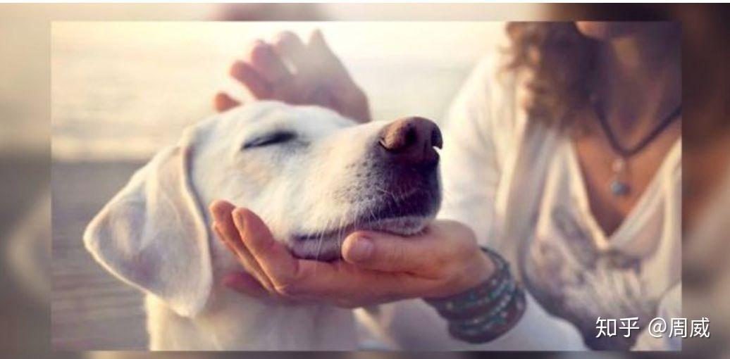 为什么狗狗快乐才重要不是服从