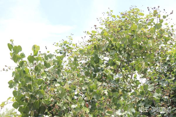 半红树植物（锦葵科） - 知乎