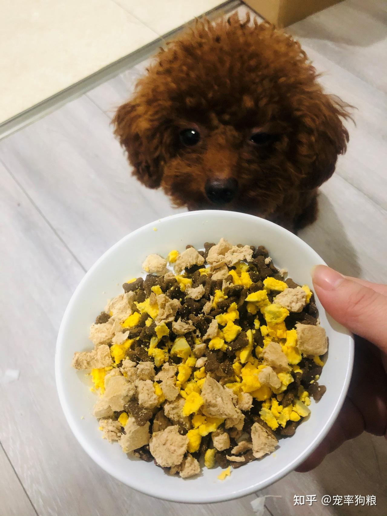 狗狗能不能每天吃蛋黄会有哪些后果