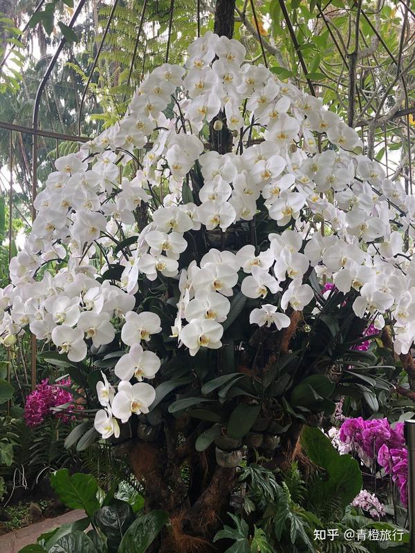 新加坡植物园——胡姬花的天堂 - 知乎