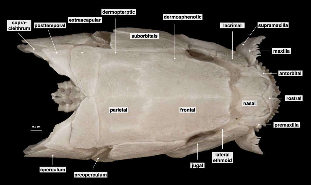 Dermocranium Fish Morphology of the Vertebrate Skeleton(Ⅱ) - 知乎
