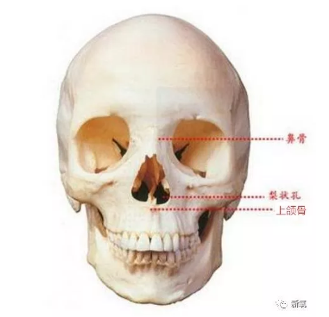 在胚胎髮育過程中,中鼻突會發育為鼻樑,鼻尖,鼻骨等鼻部組織,上頜突