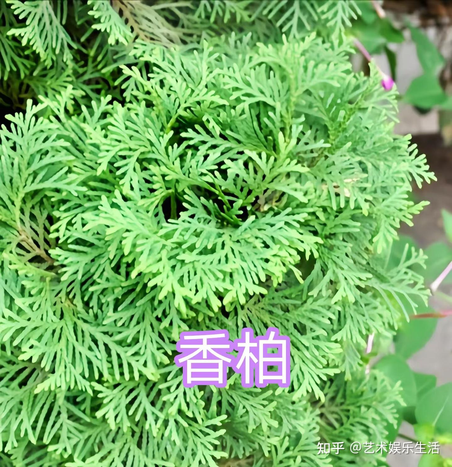 68种柏科植物,园林栽培的常用树种 - 知乎