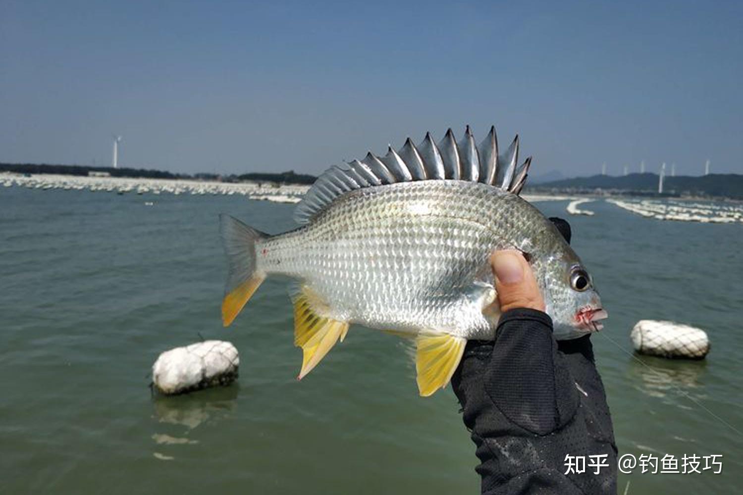 鲷鱼日料|摄影|静物|Seazonzhang - 原创作品 - 站酷 (ZCOOL)